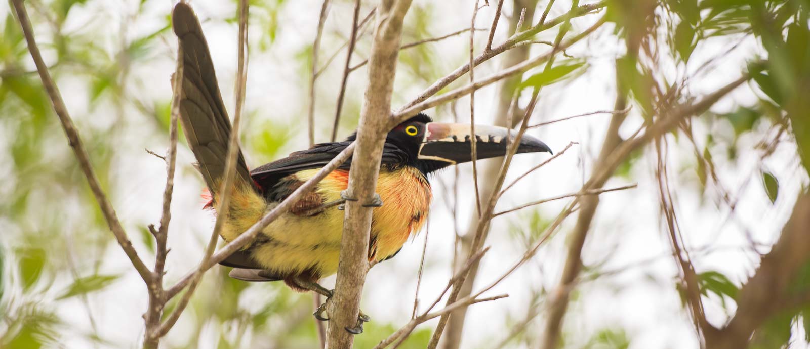 birds-of-northern-belize