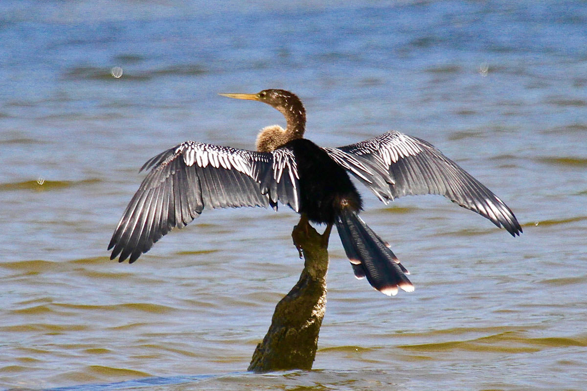 Anhinga in Belize