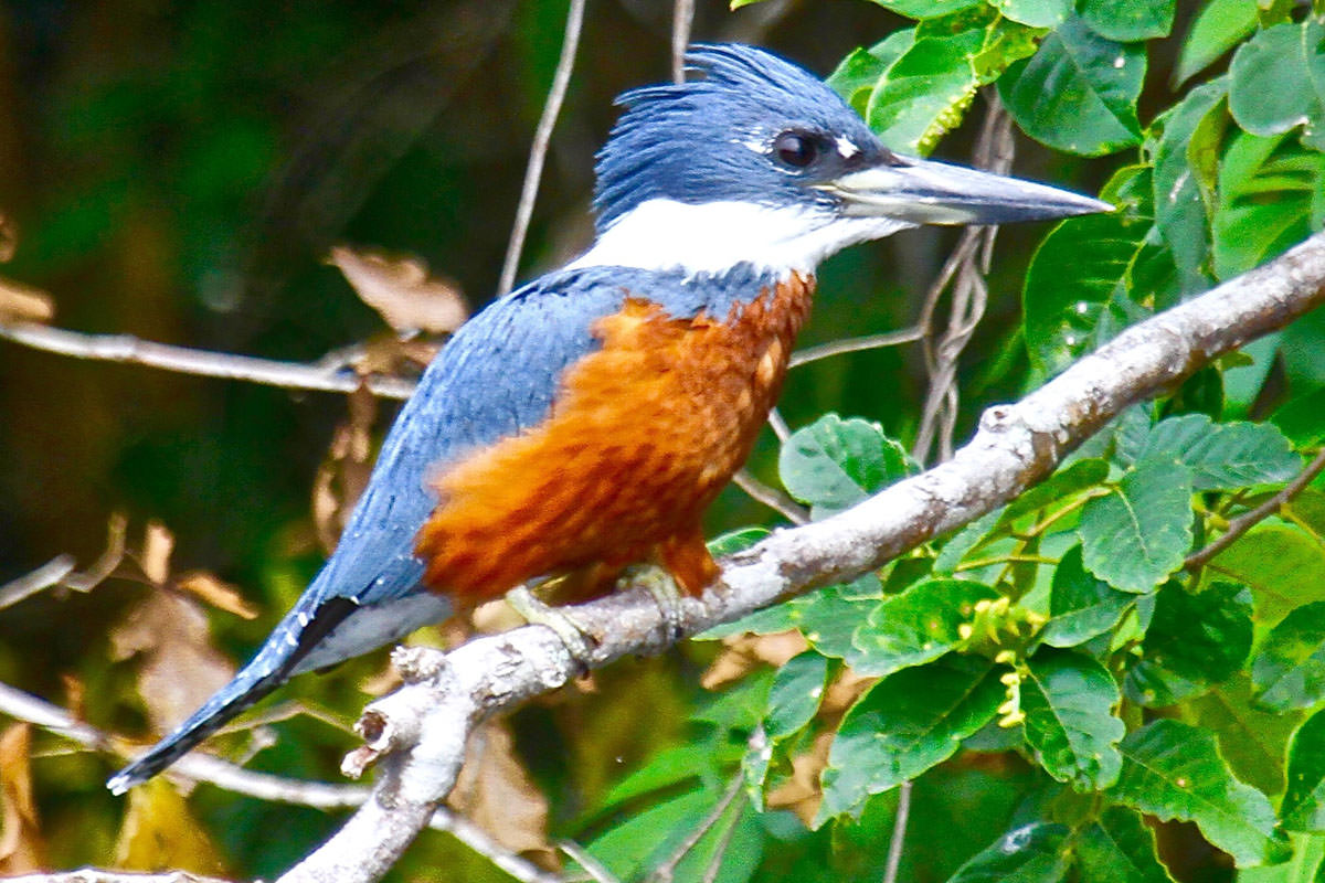 Ringed Kingfisher in Belize