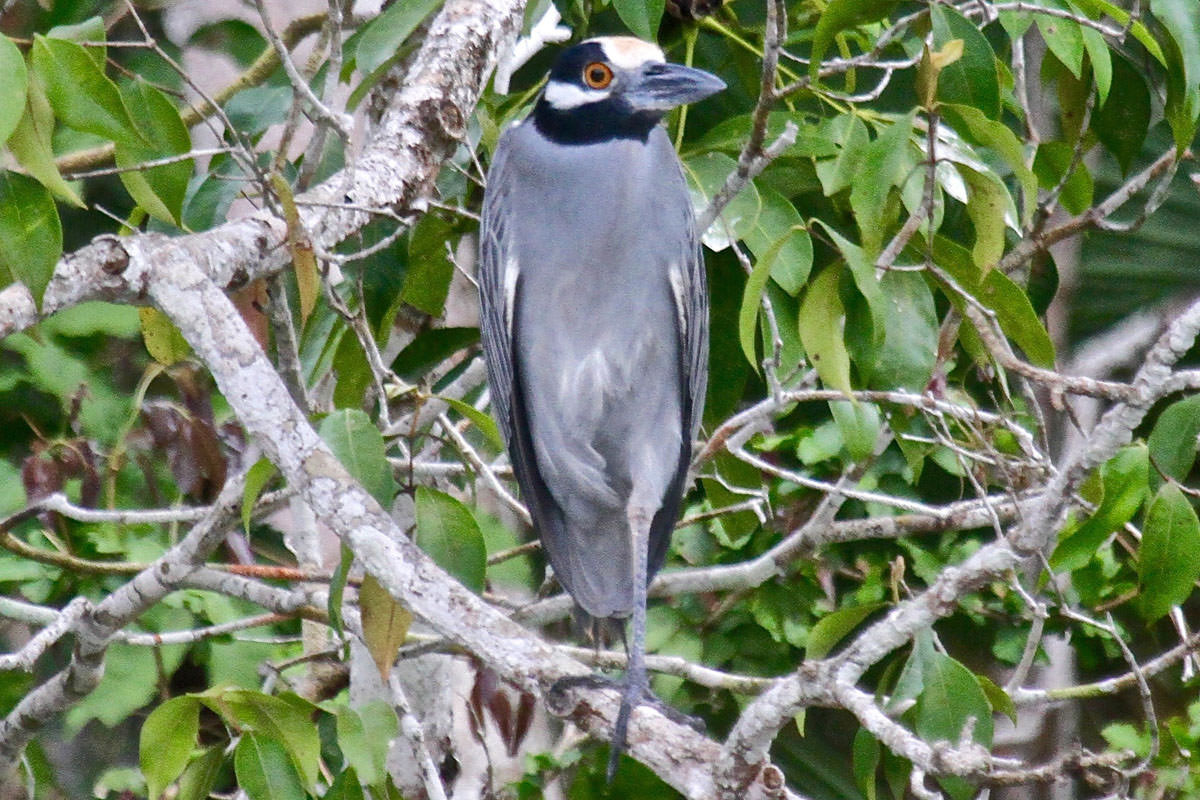 Yellow-crowned Night Heron in Belize
