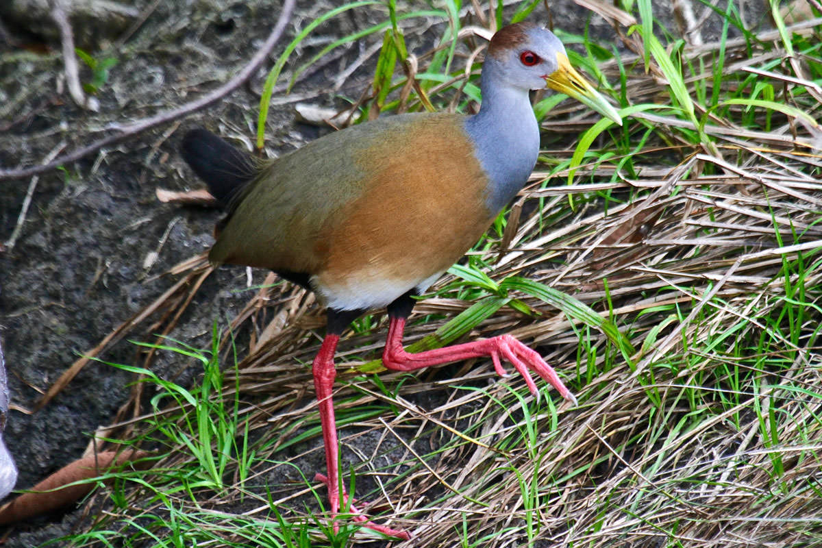 Gray-necked Wood-rail in Belize