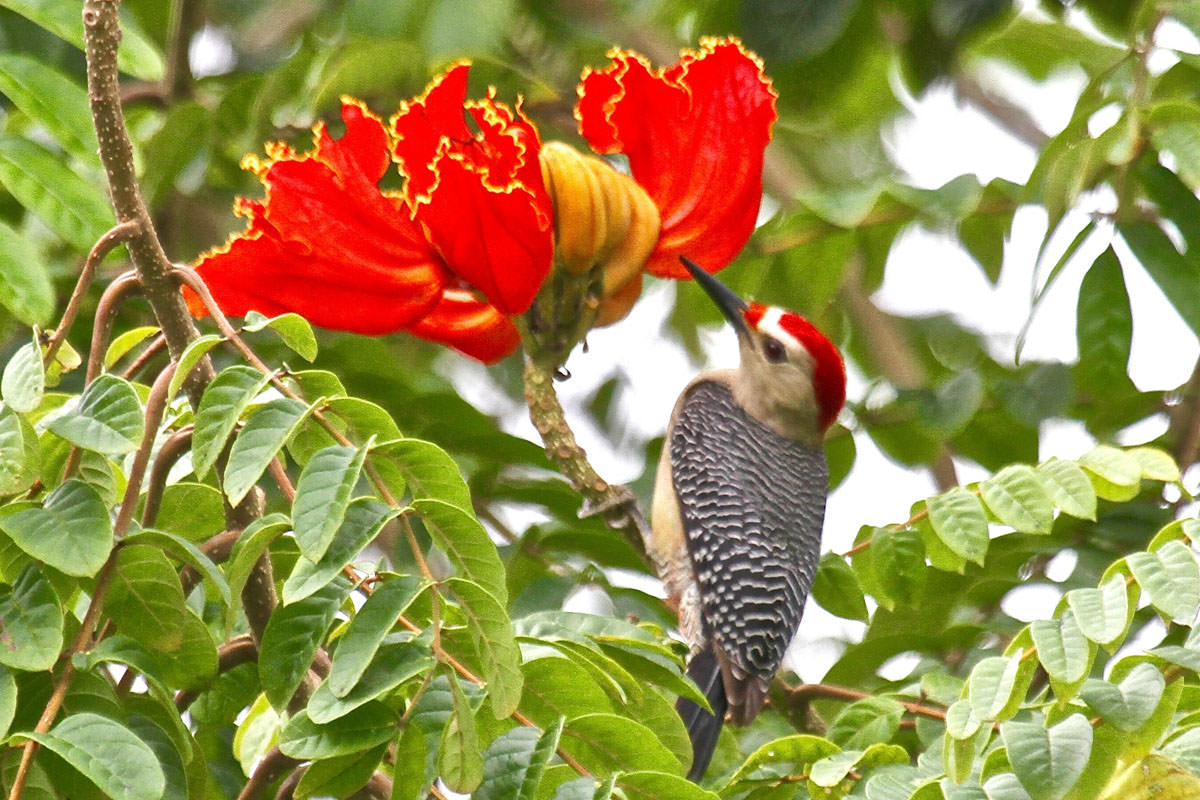 Golden-fronted Woodpecker in Belize