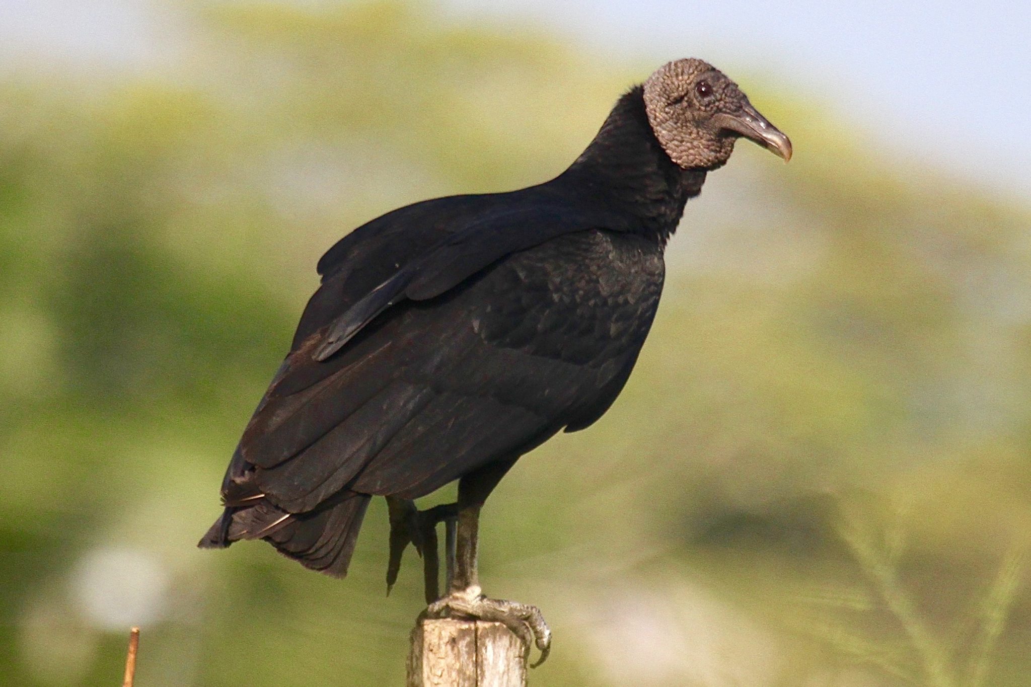 Black Vulture in Belize