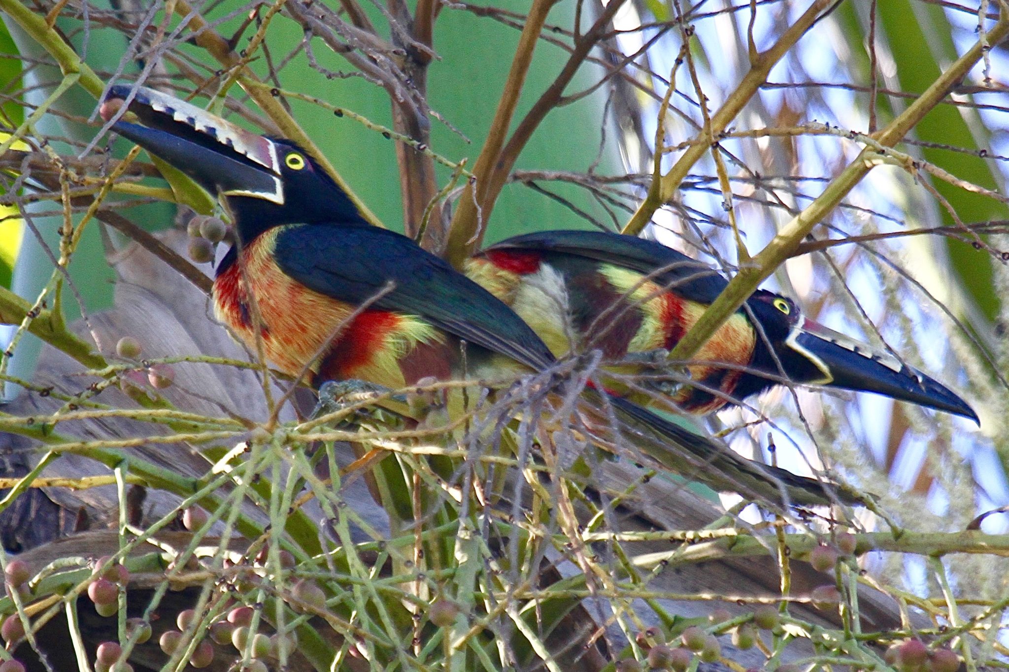 Collared Aracari, Northern Belize