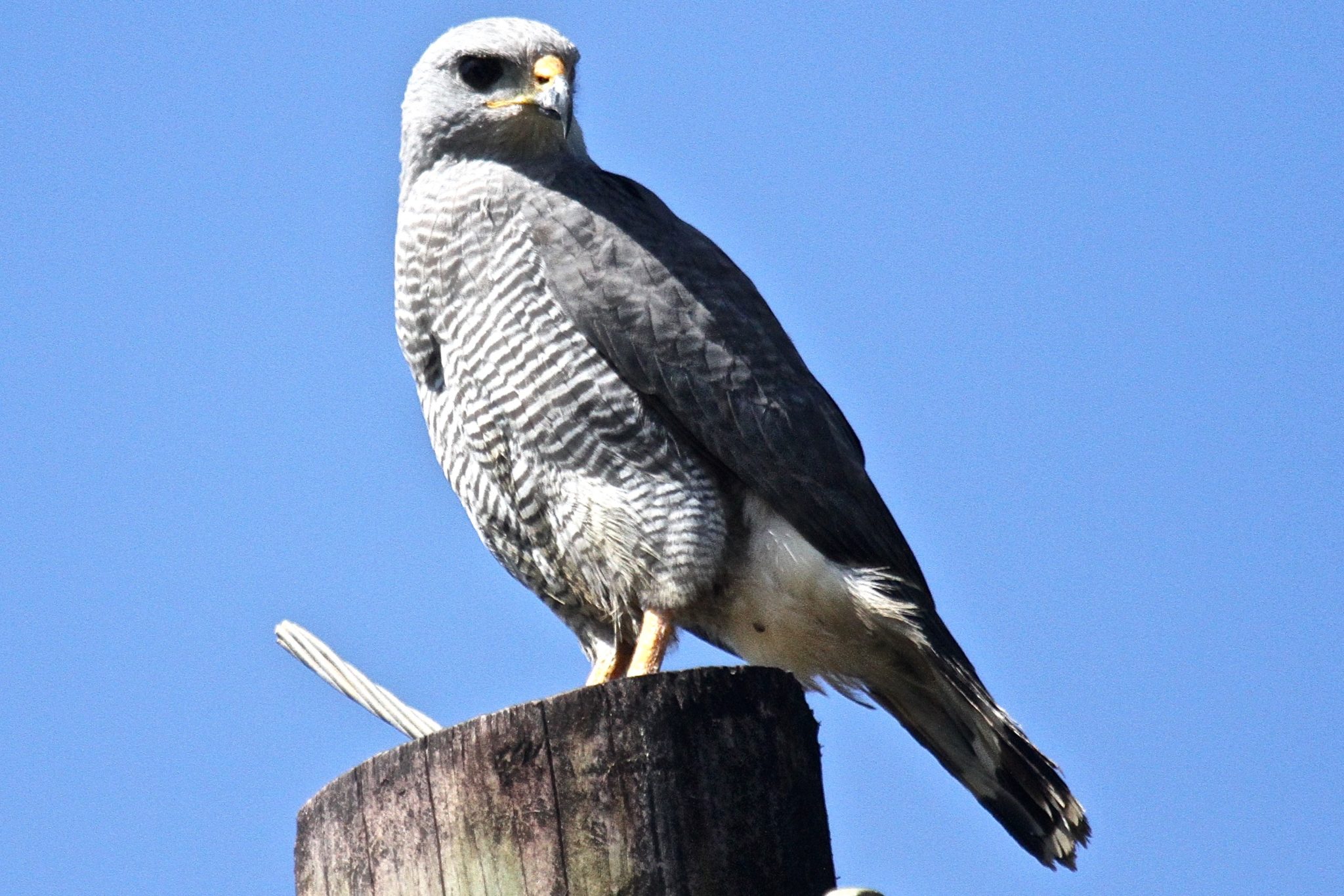 Gray Hawk in Belize