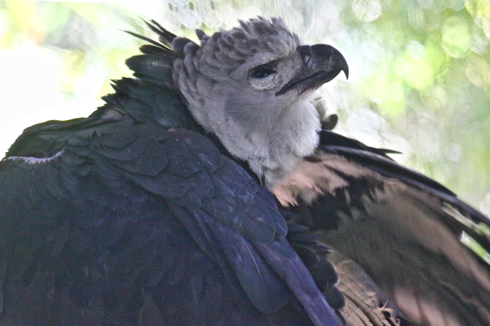 Harpy Eagle in Belize