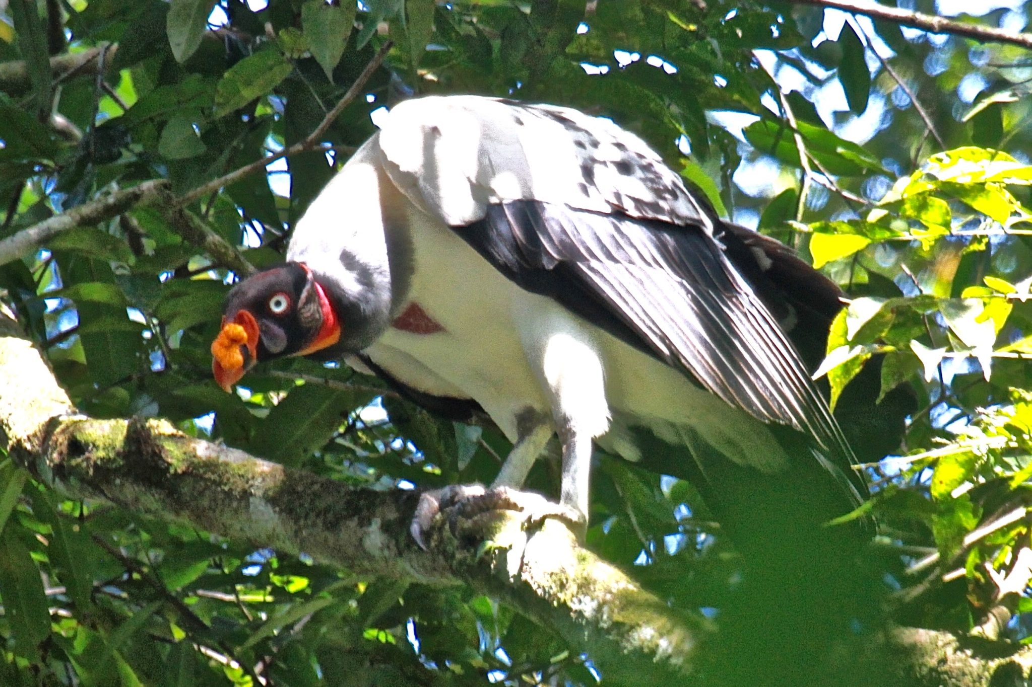 King Vulture in Belize