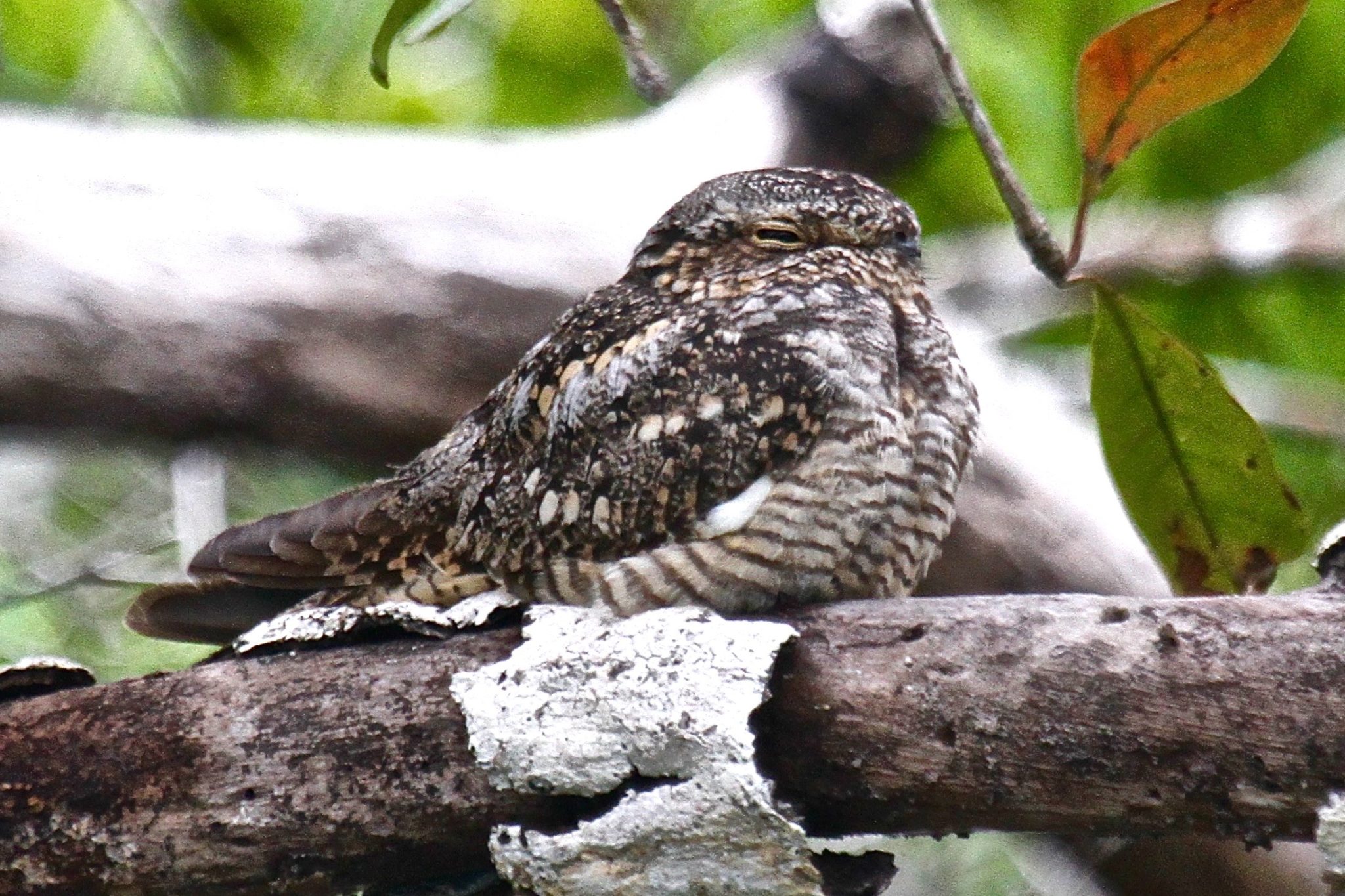 Lesser Nighthawk in Belize