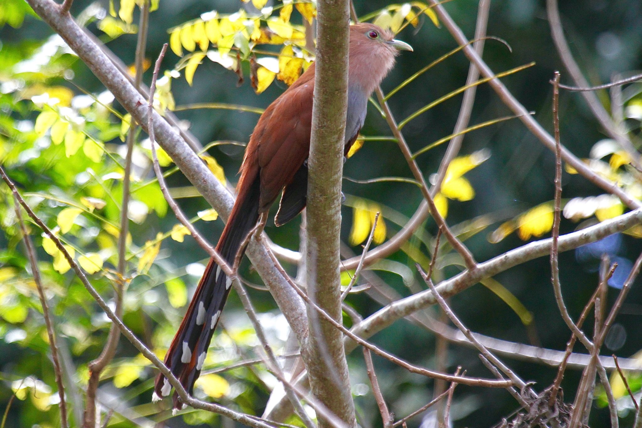 Squirrel Cuckoo in Belize