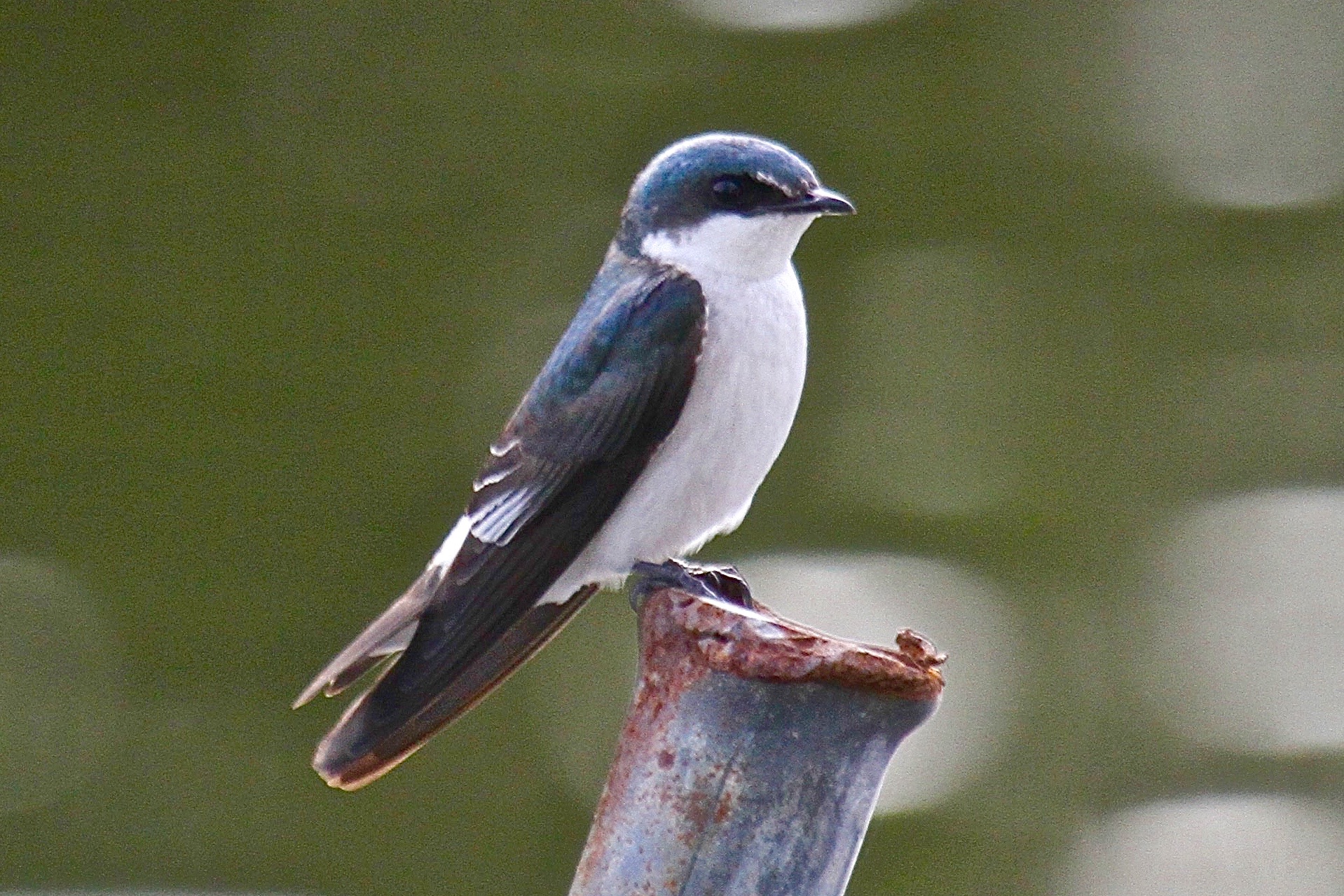 Tree Swallow in Belize