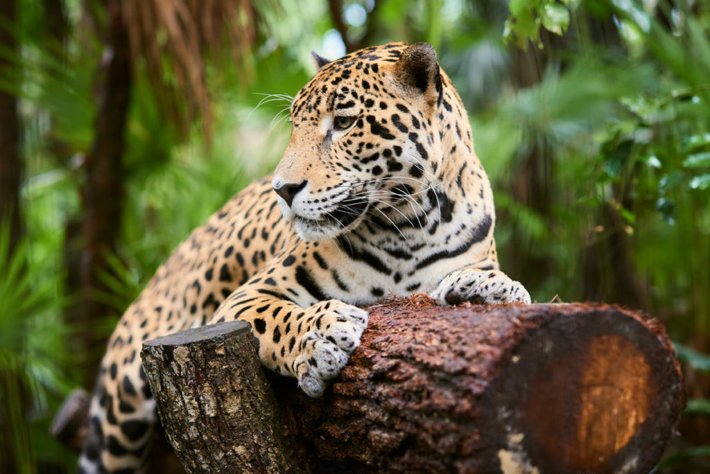 jaguar-animals-of-belize3-1024×684