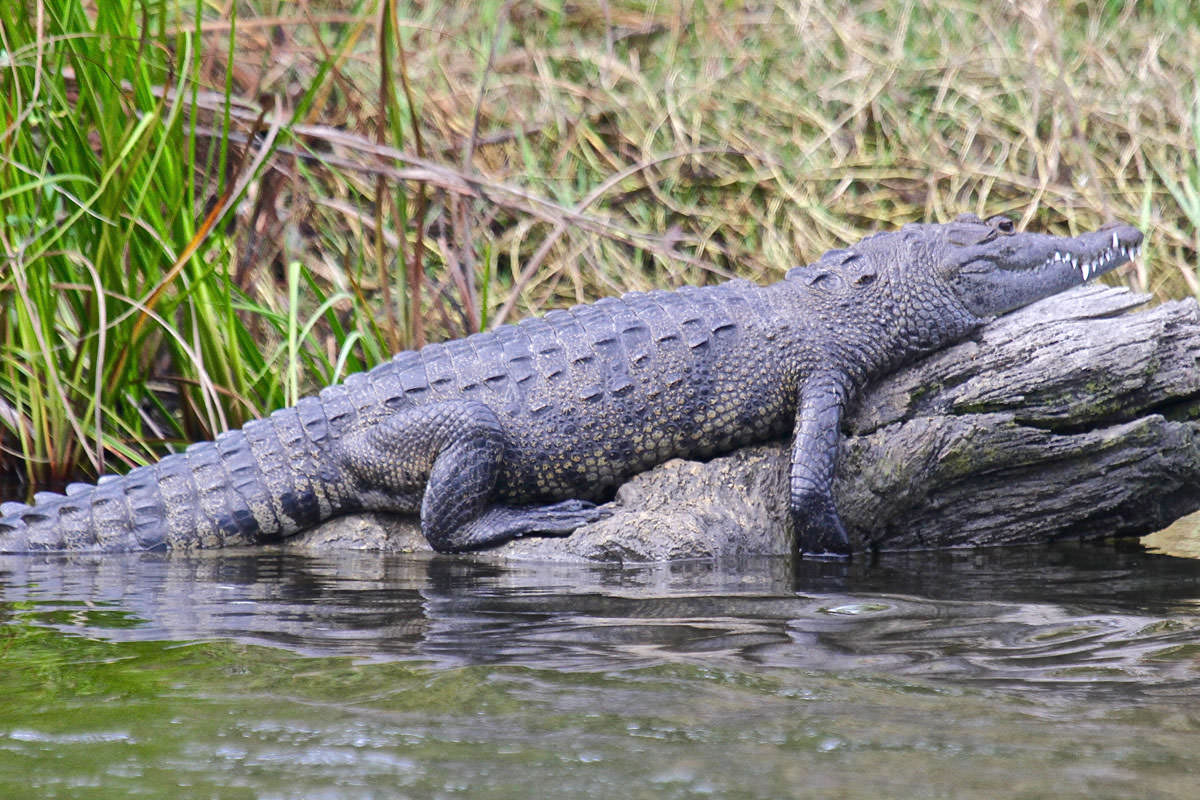 Morelet's crocodile