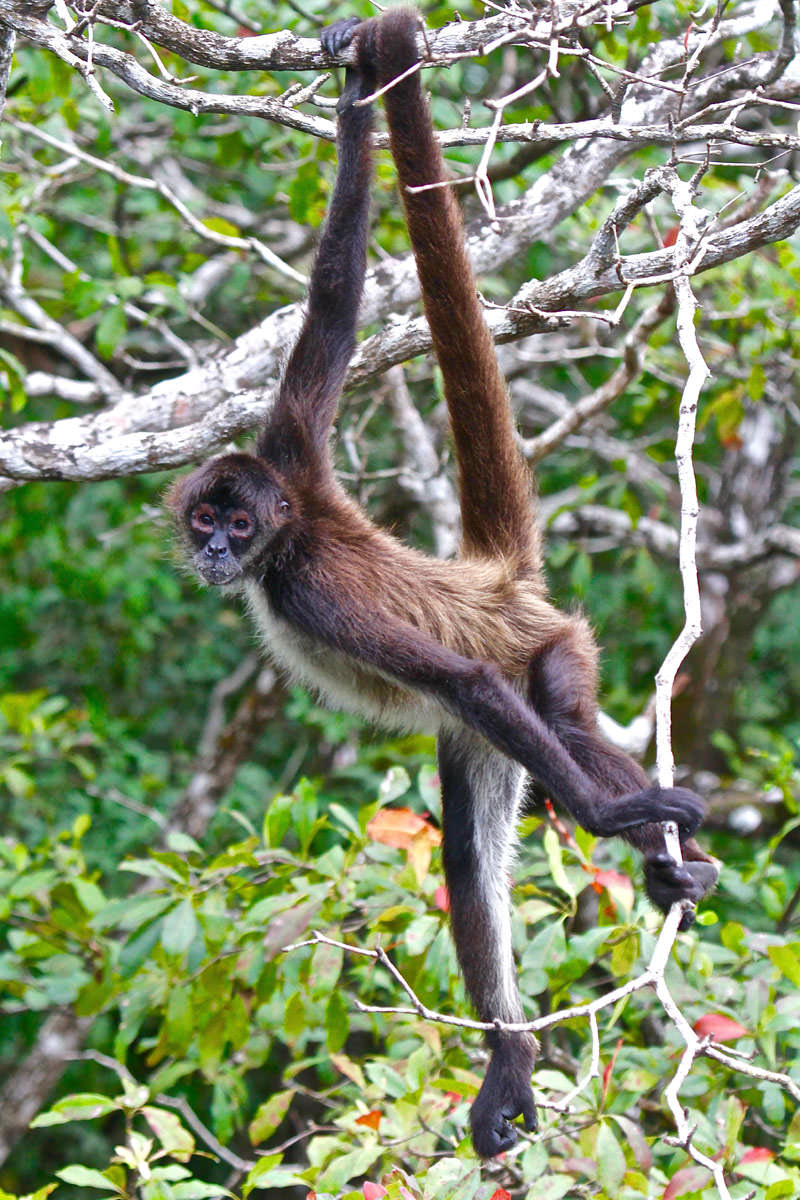 Spider monkey