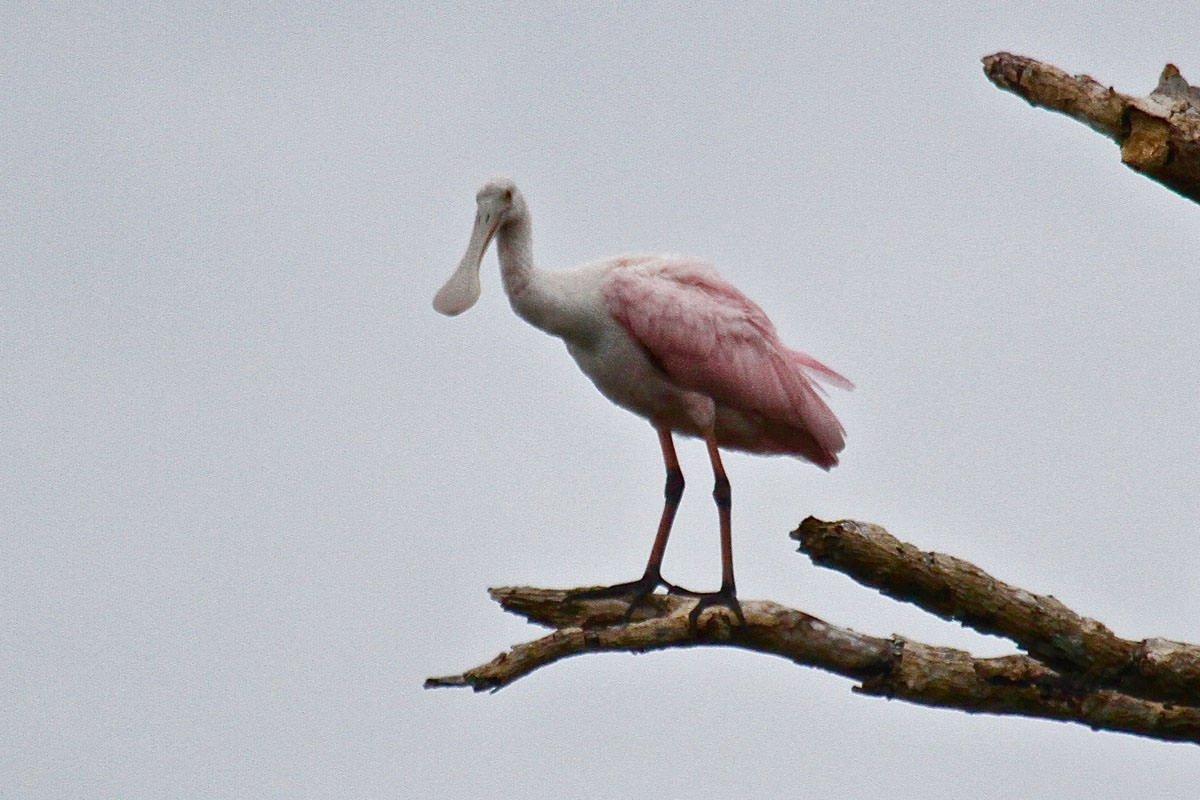 Roseate Spoonbill in Belize