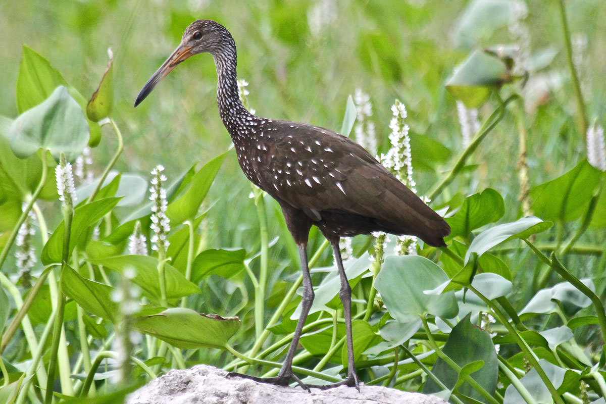 Limpkin in Belize