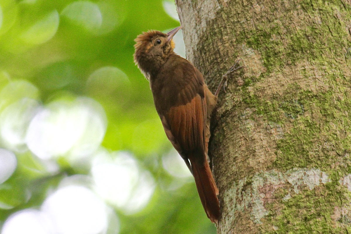 Tawny-winged Woodcreeper