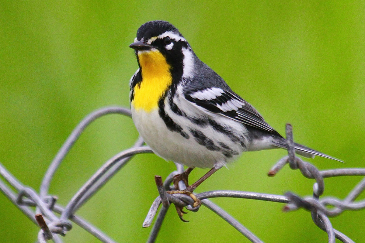 Yellow-throated Warbler