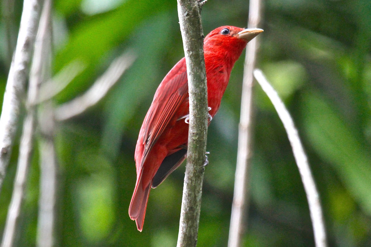 Summer Tanager