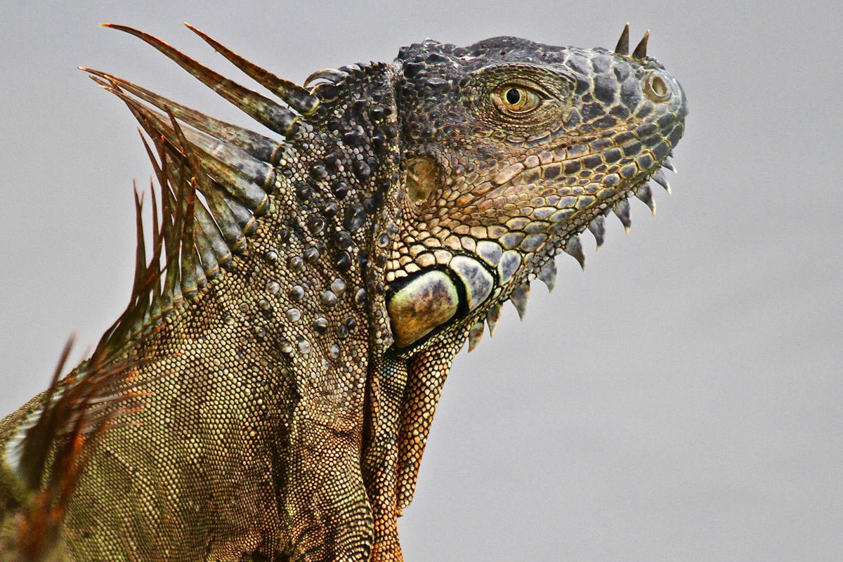 Male green iguana