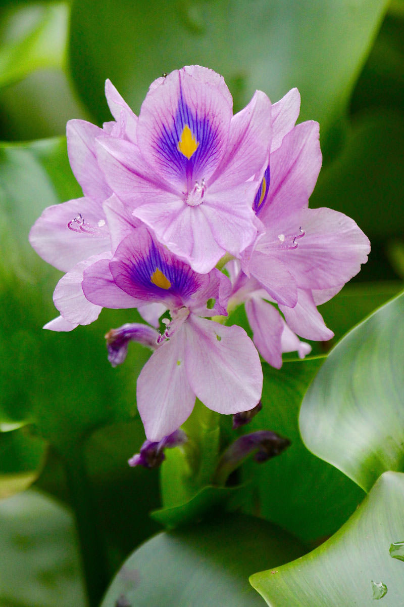 Common water hyacinth