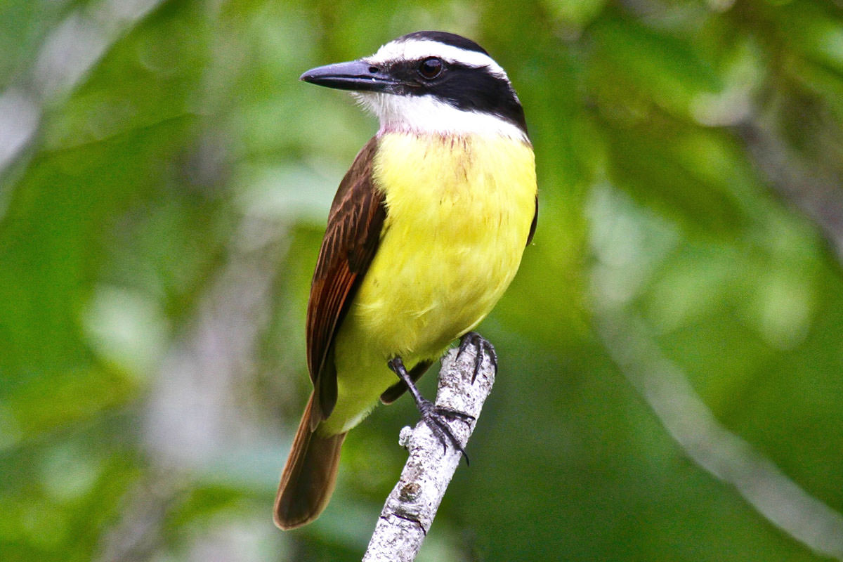 Great Kiskadee in Belize