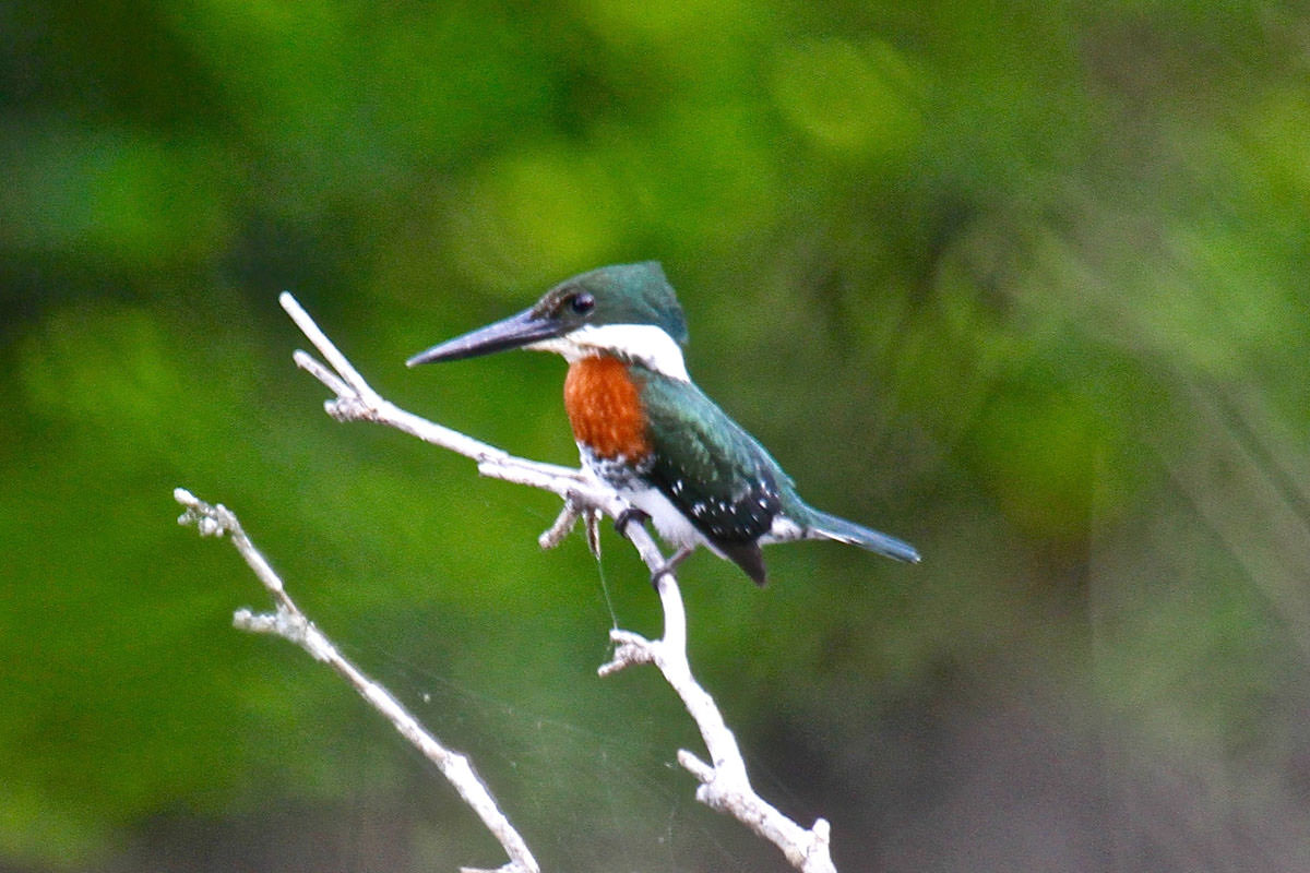 Green Kingfisher in Belize