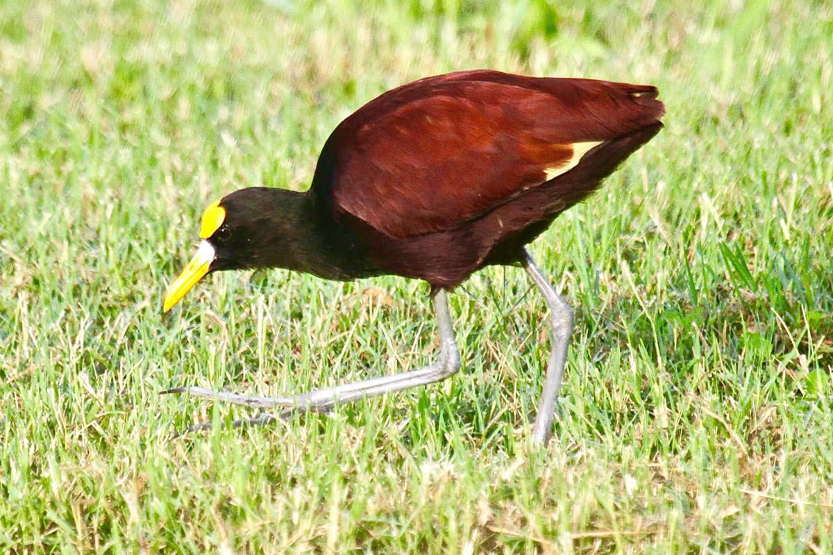 Northern Jacana in Belize