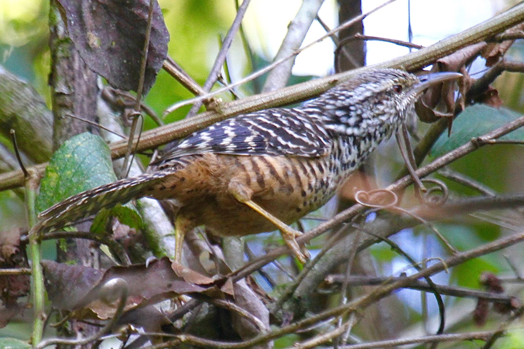 Band Backed Wren in Belize