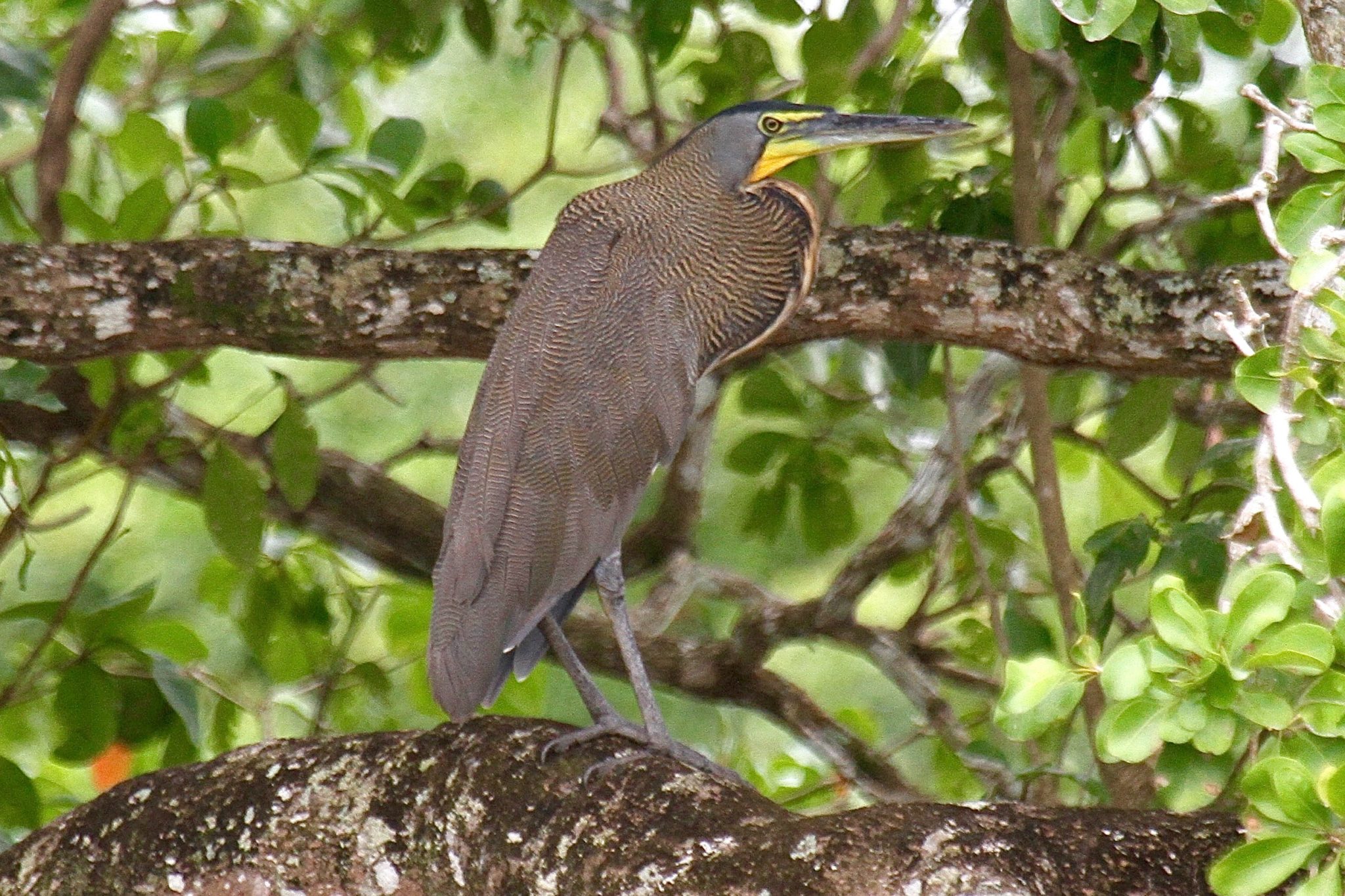 Bare Throated Tiger Heron in Belize