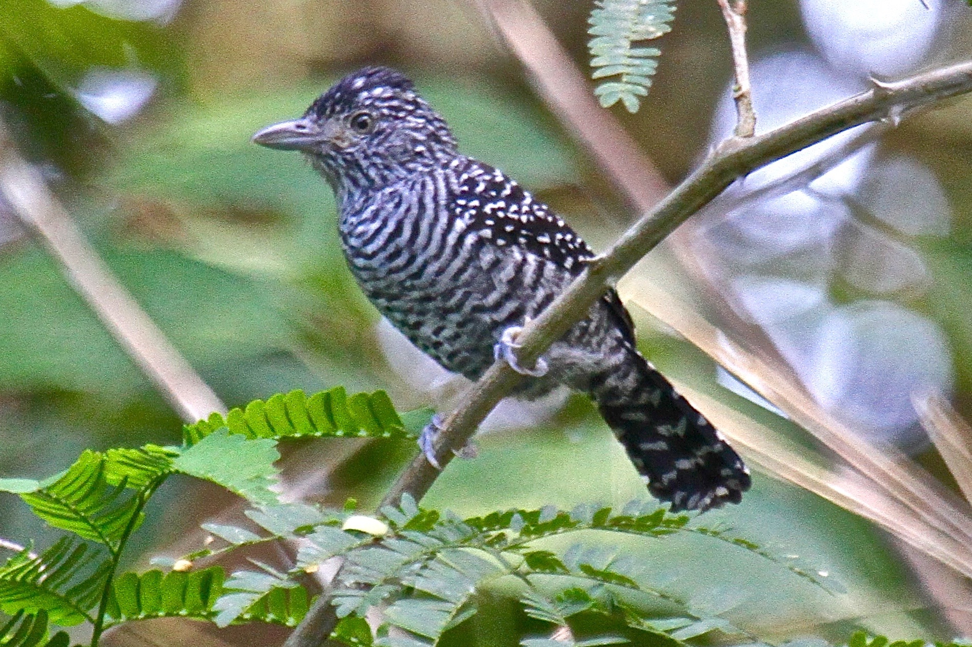 Barred Antshrike in Belize