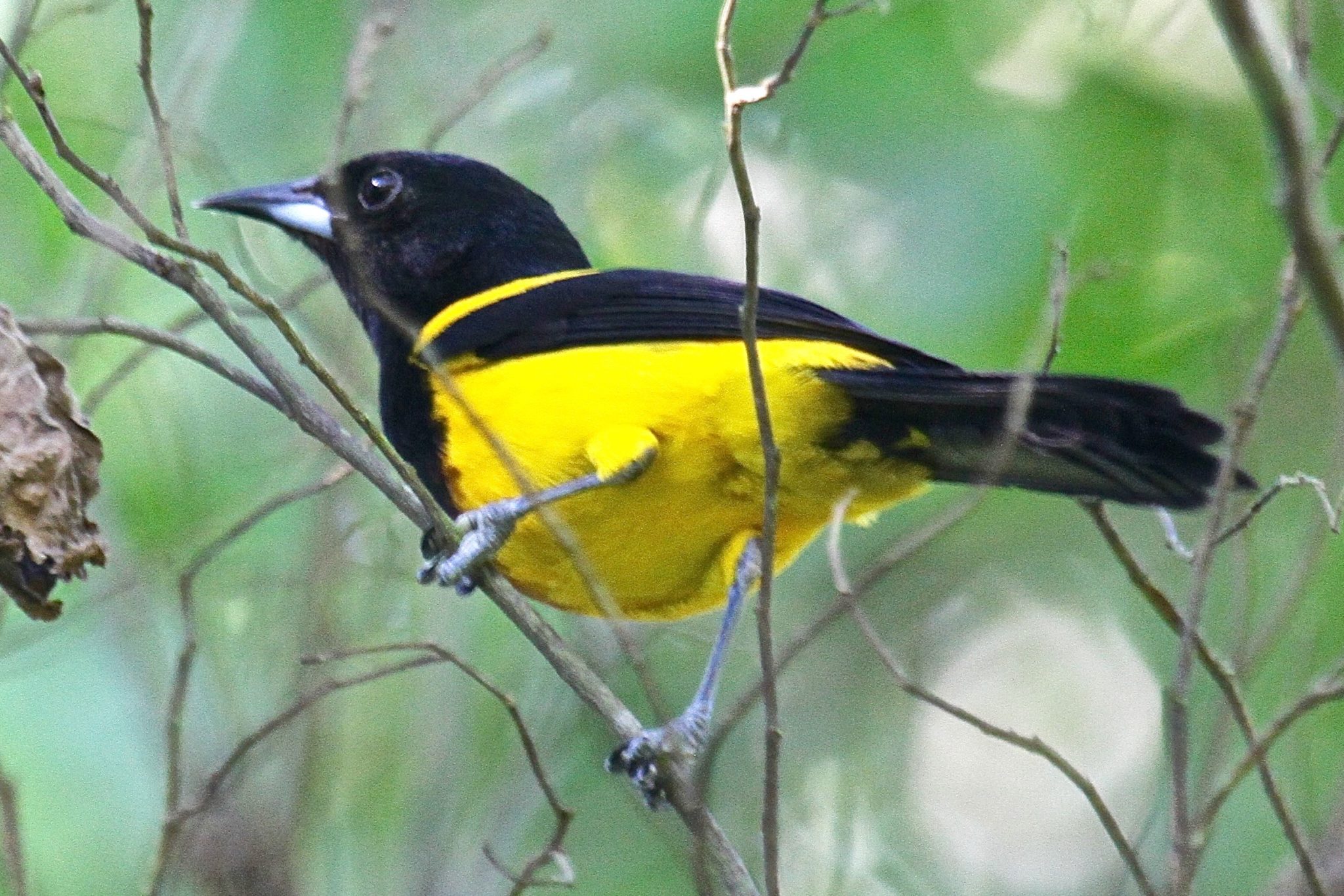 Black Cowled Oriole in Belize