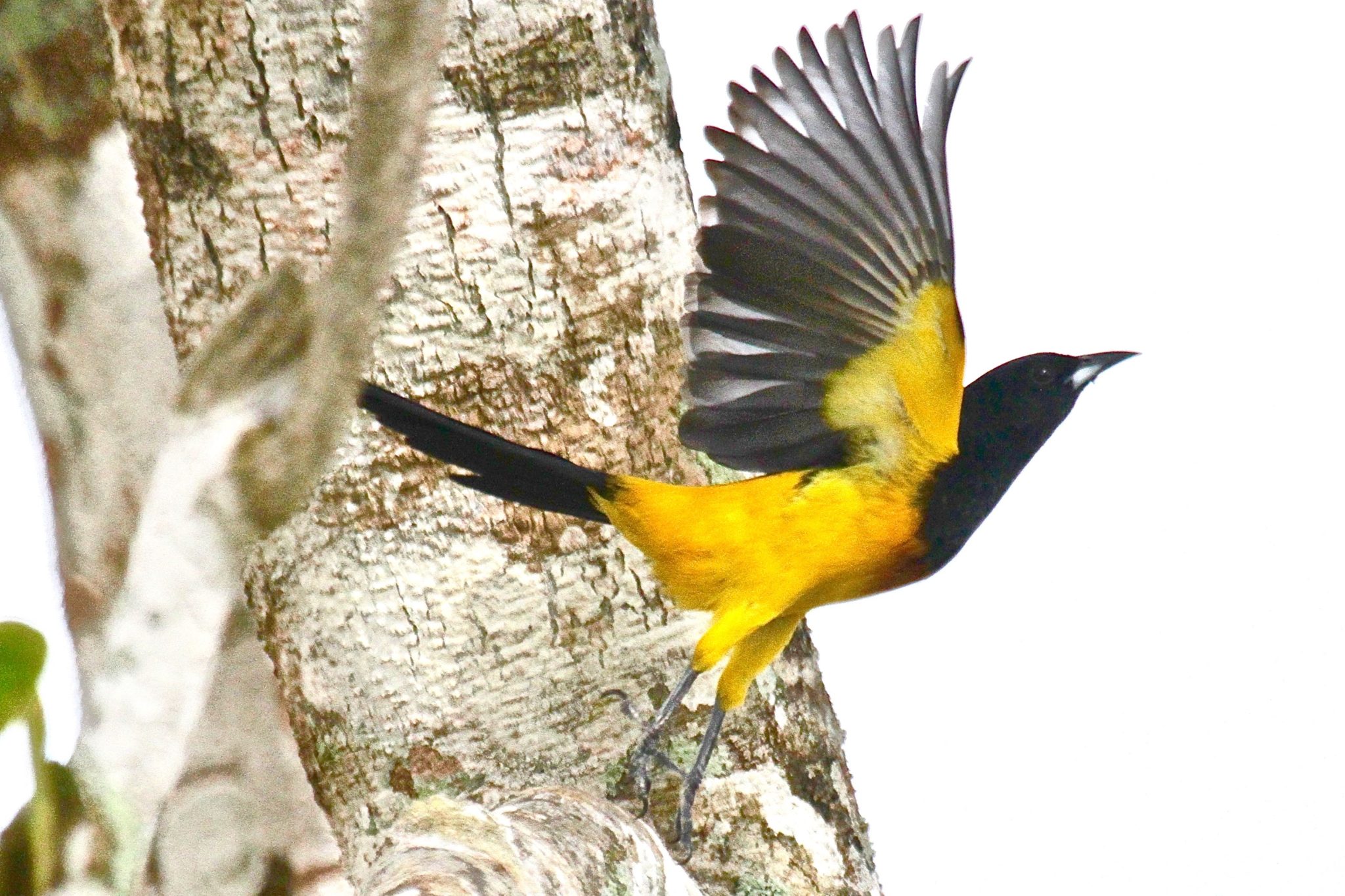 Black Cowled Oriole in Belize