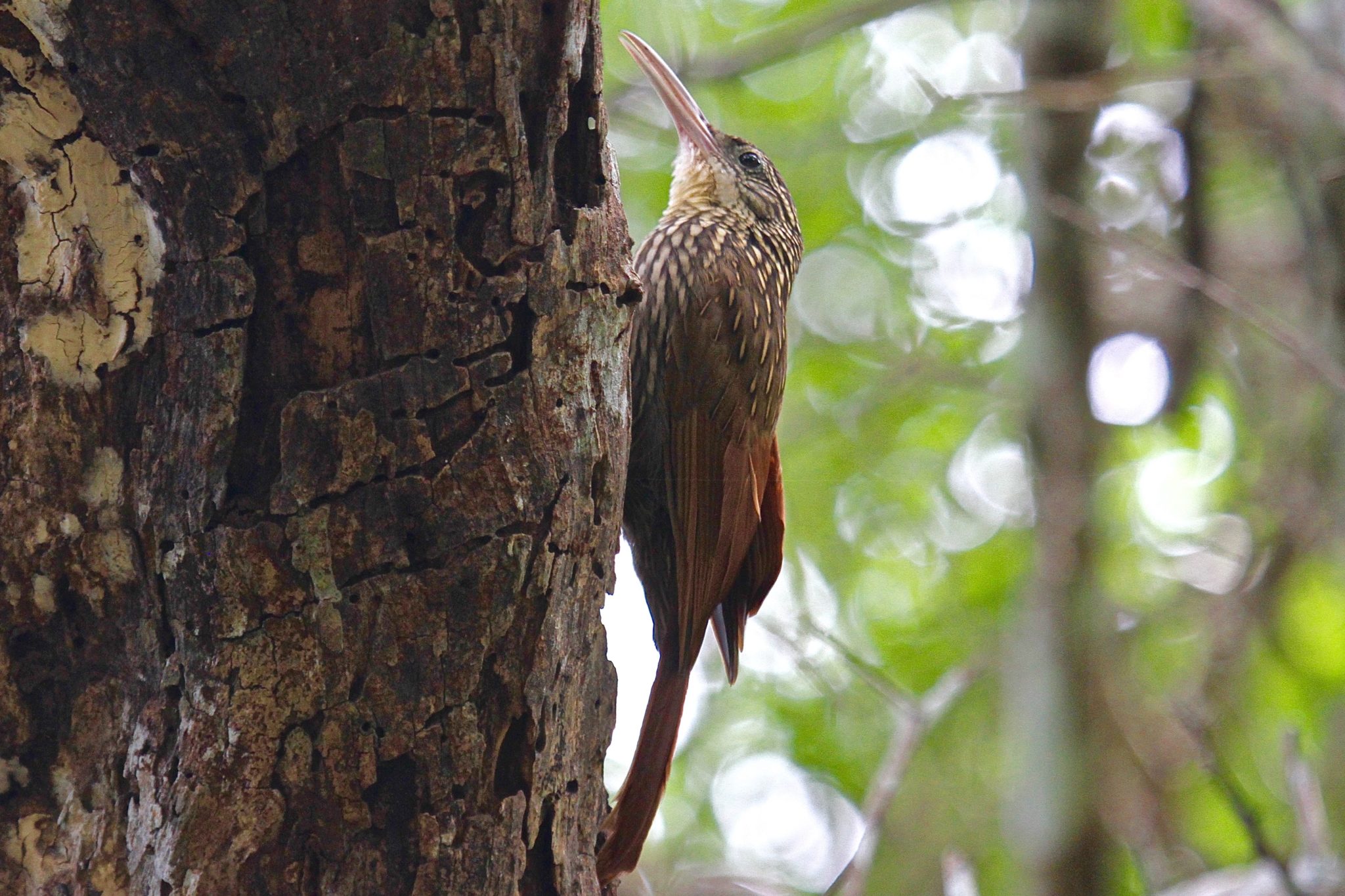 Ivory Billed Woodcreeper in Belize