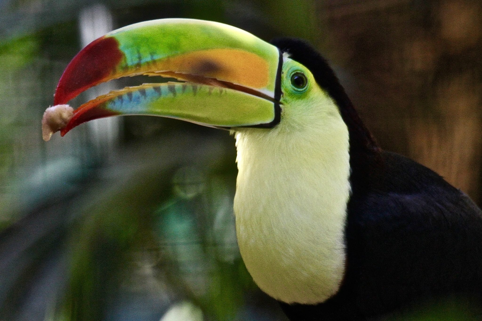 Keel Billed Toucan in Belize