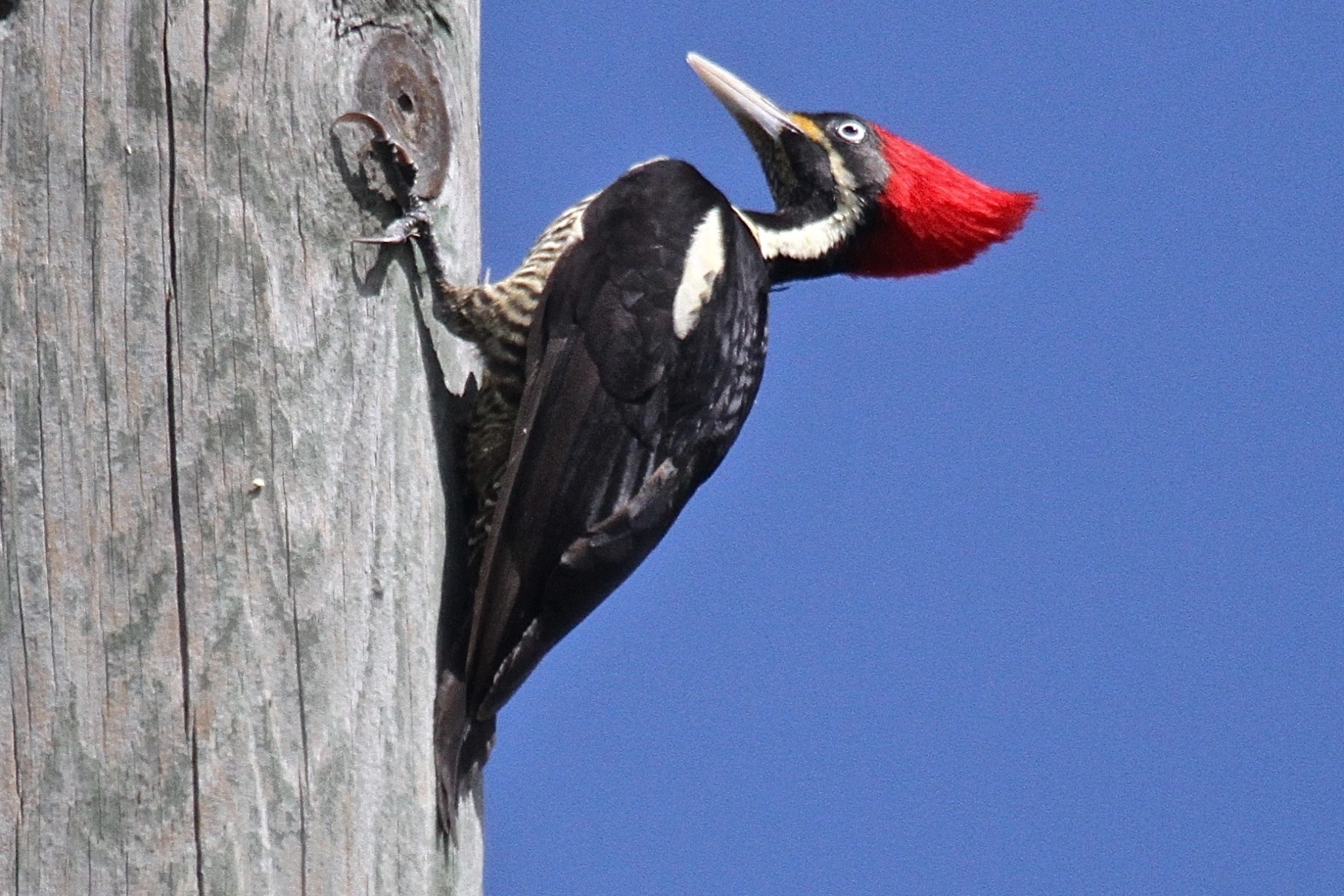 Lineated Woodpecker (female) in Belize