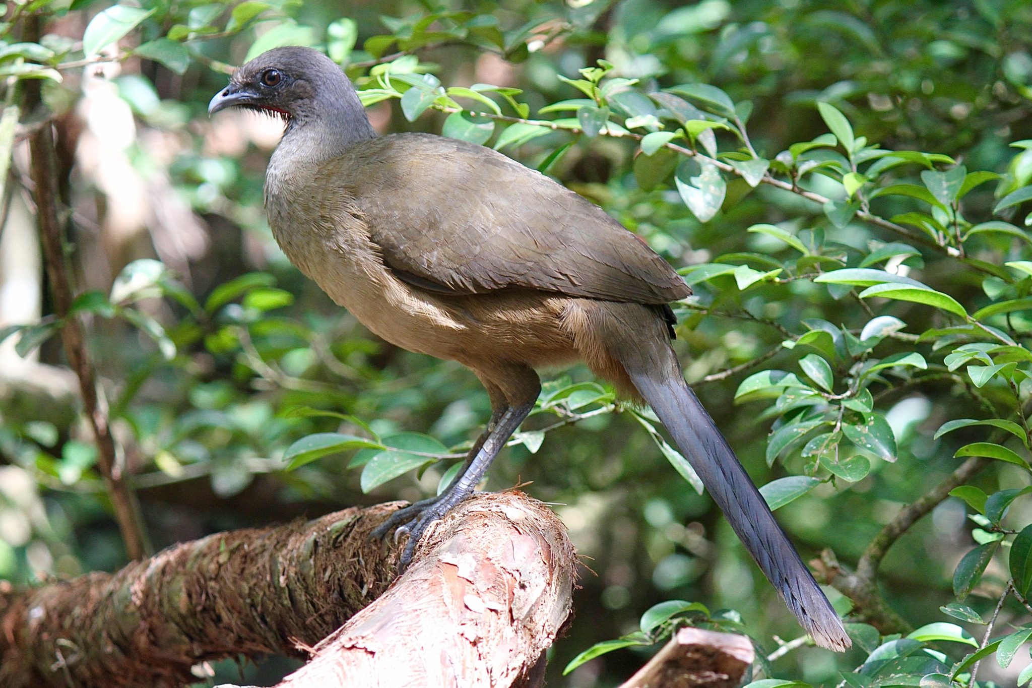 Plain Chachalaca in Belize