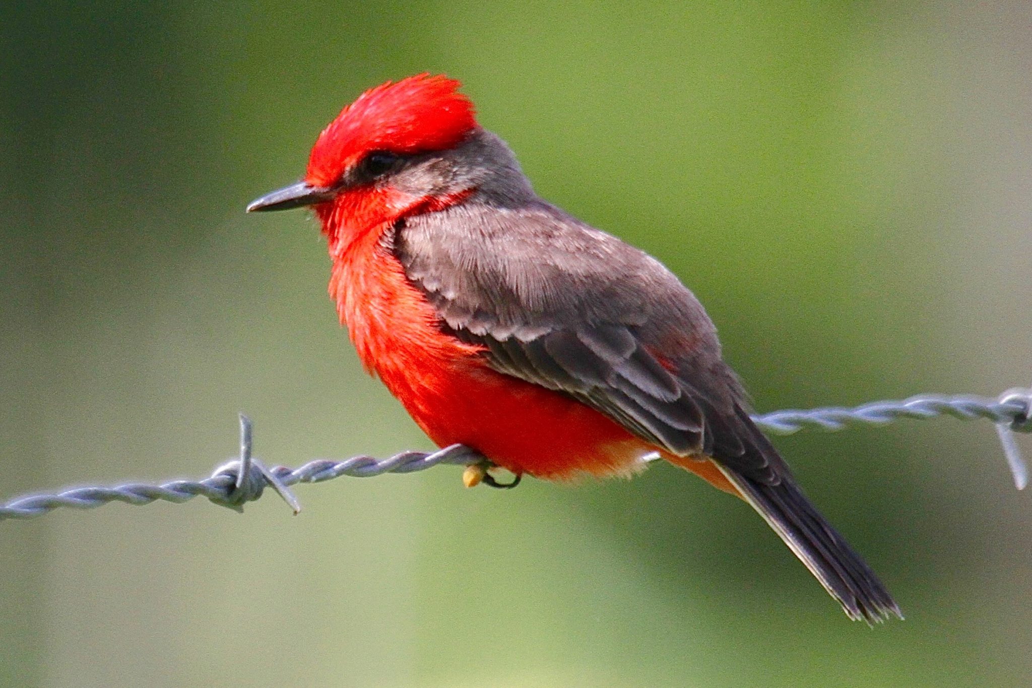 Vermilion Flycatcher in Belize