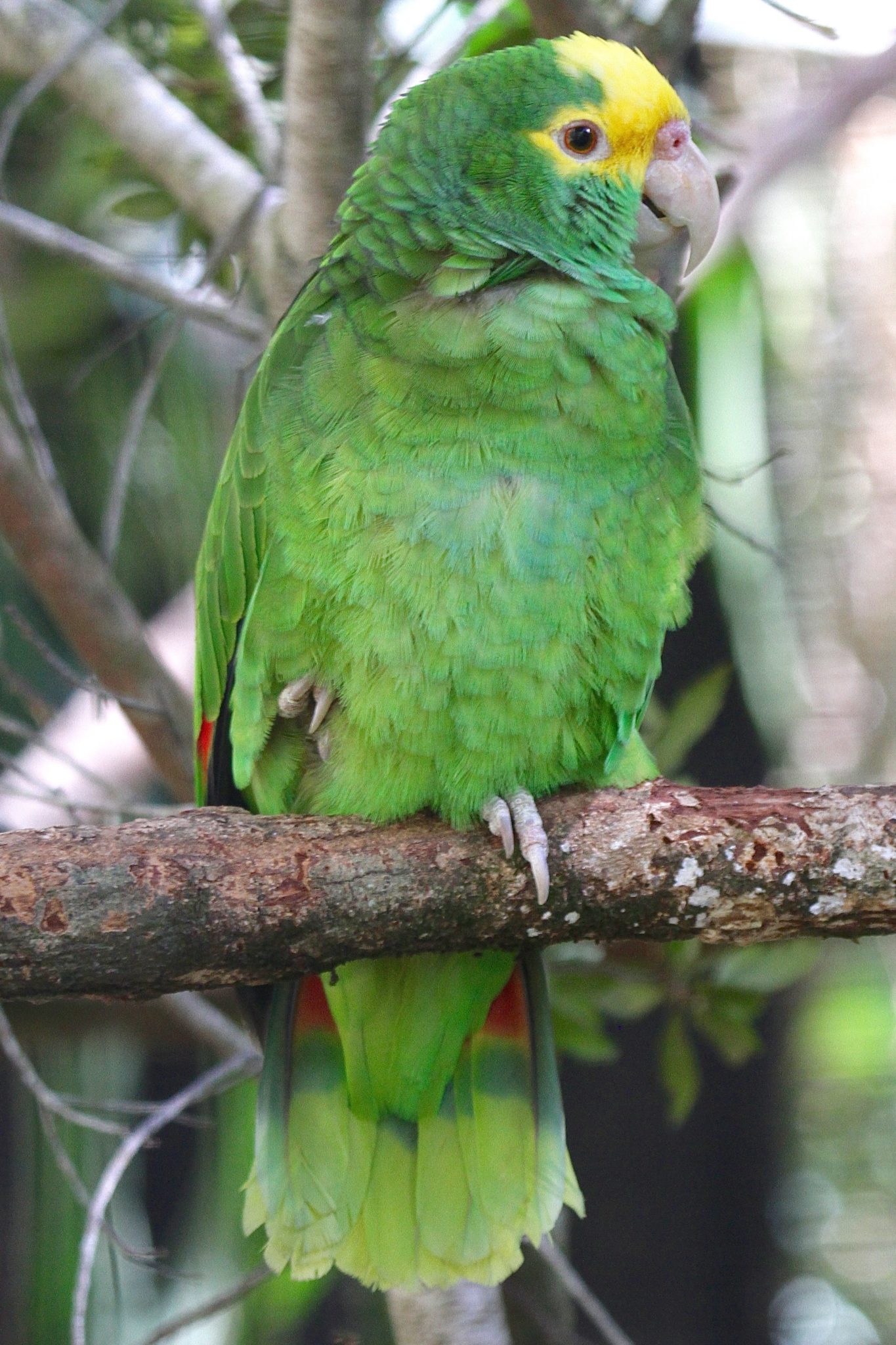 Yellow Headed Parrot in Belize