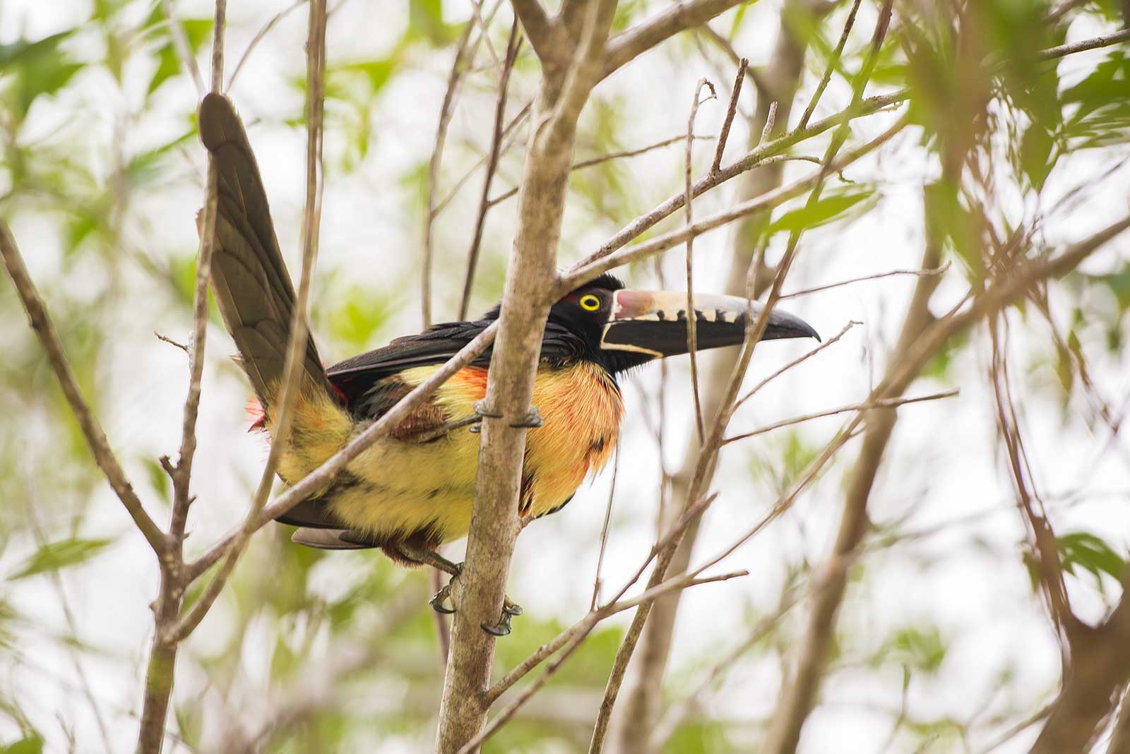 Collared Aracari, Northern Belize