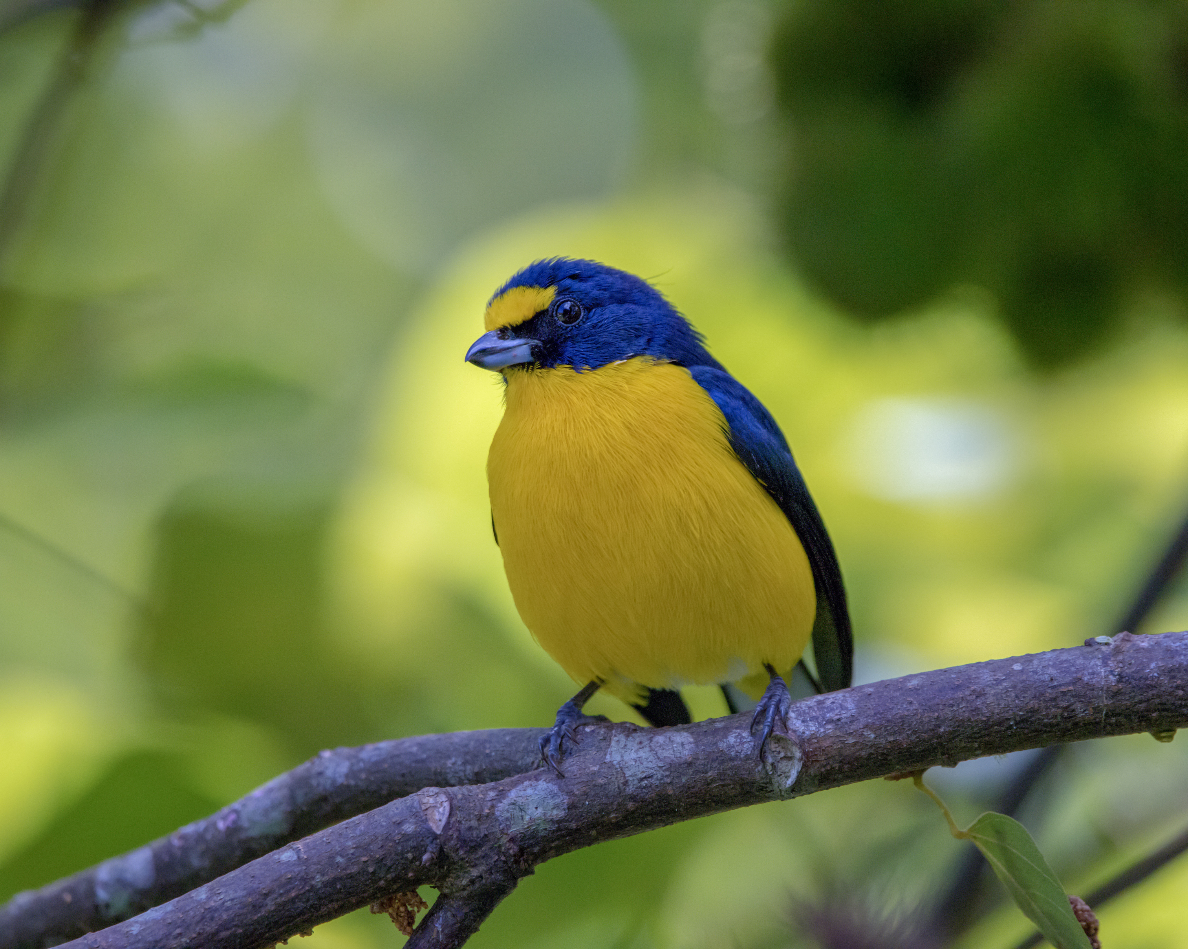 euphonia