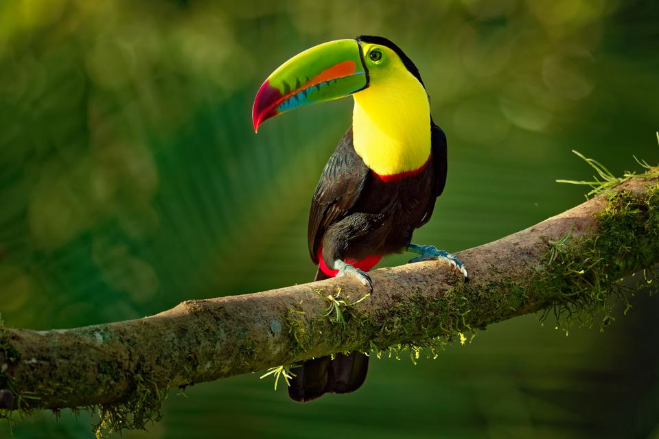 keel-billed-toucan-la-milpa