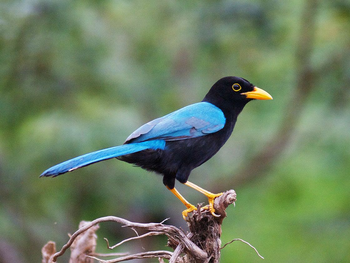 yucatan jay